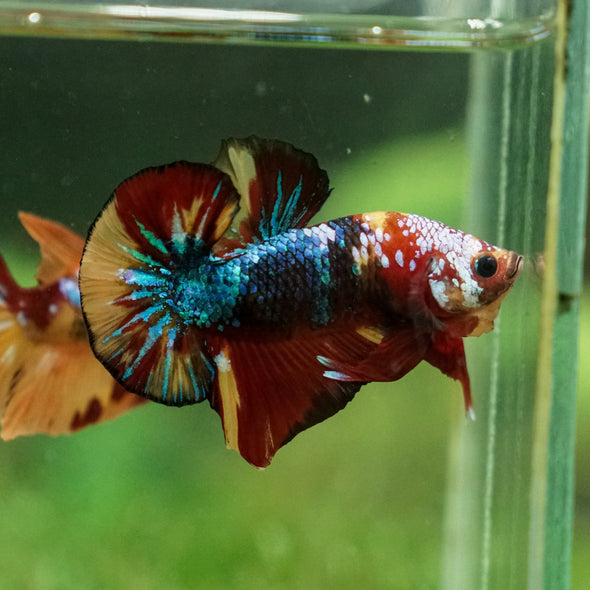 Multicolor/Galaxy Koi Plakat -13 weeks Old