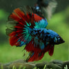 Black Base Galaxy Koi Halfmoon (Avatar) - 14 weeks old