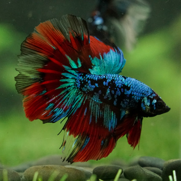 Black Base Galaxy Koi Halfmoon (Avatar) - 14 weeks old