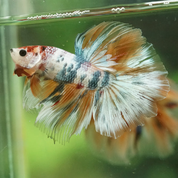Galaxy/Candy Koi Halfmoon - 14 weeks old