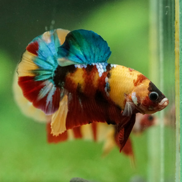 Multicolor/Galaxy Koi Plakat -16 weeks Old