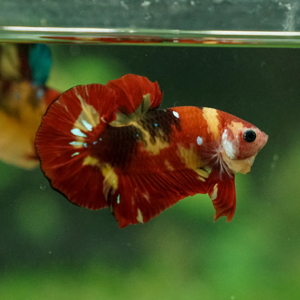 Multicolor/Galaxy Koi Plakat -13 weeks Old