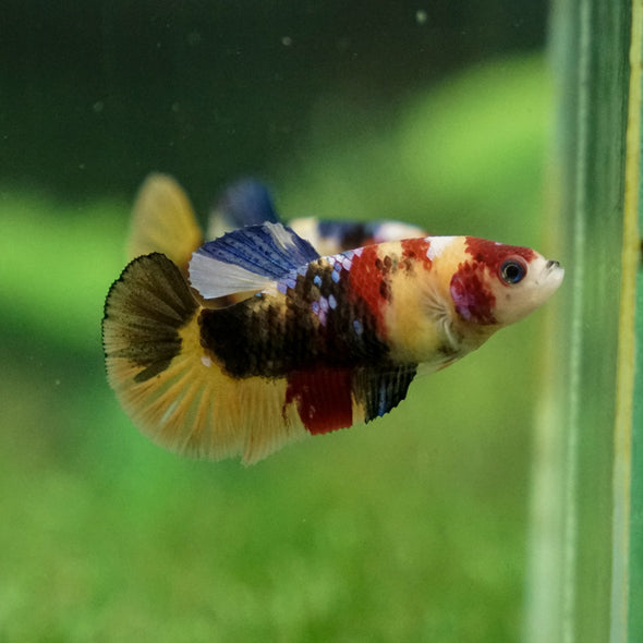 Multicolor/ Galaxy Koi Plakat - Female- 13 Weeks Old