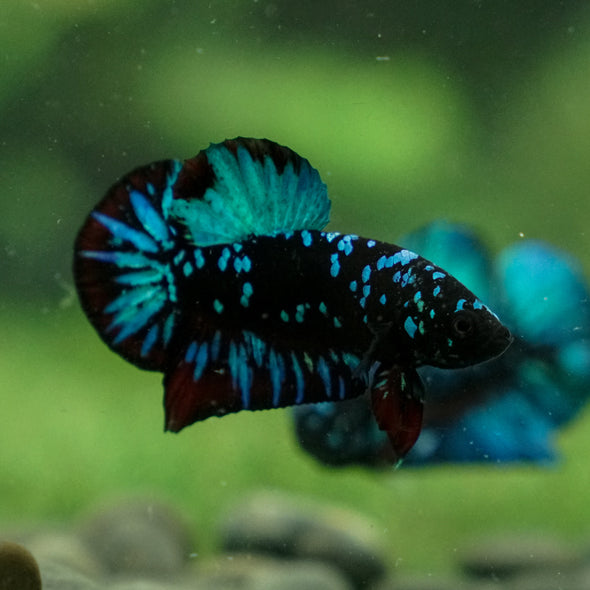 Black Koi Galaxy Plakat (Avatar) -13 weeks Old