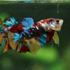 Multicolor/Galaxy Koi Plakat -16 weeks Old