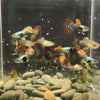 USA Bred Guppies