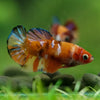 Multicolor/ Galaxy Koi Plakat- Female- 13 Weeks Old