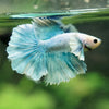 Dumbo Halfmoon - 12 weeks old