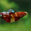 Multicolor/ Galaxy Koi Plakat - Female- 13 Weeks Old