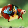 Multicolor/Galaxy Koi Plakat -16 weeks Old