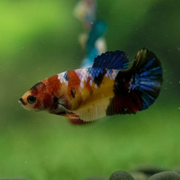 Multicolor/ Galaxy Koi Plakat- Female- 13 Weeks Old