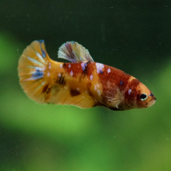 Multicolor/ Galaxy Koi Plakat- Female- 13 Weeks Old