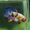 Multicolor/ Galaxy Koi Plakat- Female- 13 Weeks Old