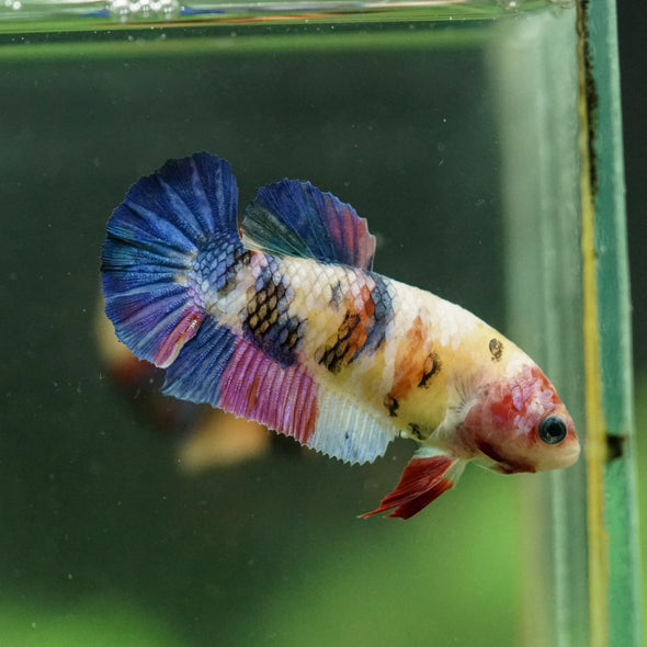 Multicolor/ Galaxy Koi Plakat- Female- 13 Weeks Old