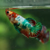 Multicolor/ Galaxy Koi Plakat - Female- 13 Weeks Old