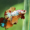 Multicolor/Galaxy Koi Plakat -10 weeks Old