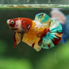 Multicolor/Galaxy Koi Plakat -16 weeks Old