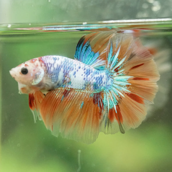 Galaxy/Candy Koi Halfmoon - 14 weeks old