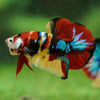 Multicolor/Galaxy Koi Plakat -16 weeks Old