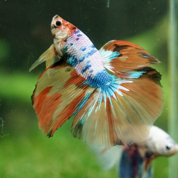 Galaxy/Candy Koi Halfmoon - 14 weeks old