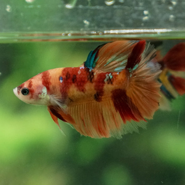 Multicolor/ Galaxy Koi Halfmoon- Female- 13 Weeks Old