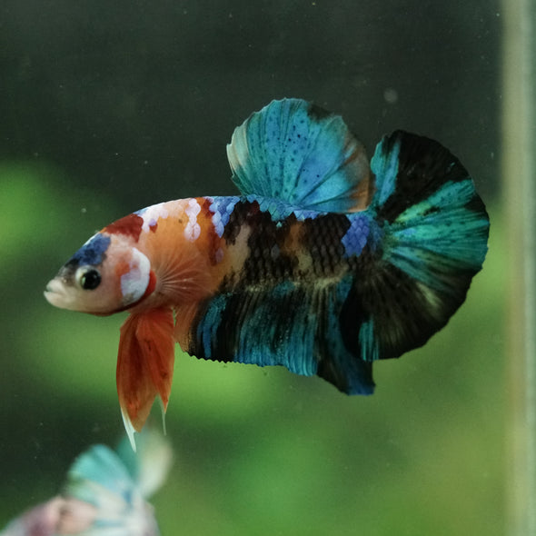 Multicolor/Galaxy Koi Plakat -16 weeks Old