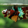Multicolor/Galaxy Koi Plakat -16 weeks Old