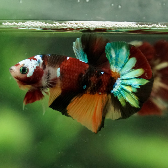 Multicolor/Galaxy Koi Plakat -16 weeks Old