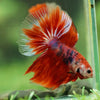 Galaxy/Candy Koi Halfmoon - 14 weeks old