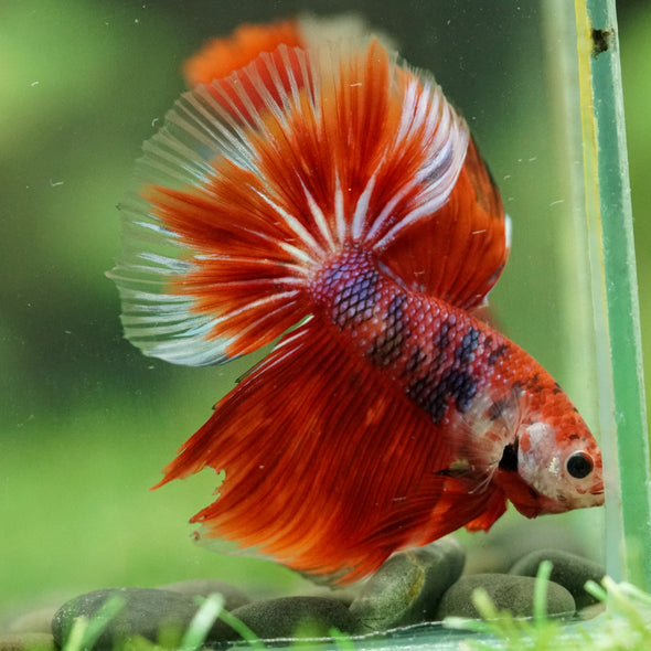 Galaxy/Candy Koi Halfmoon - 14 weeks old
