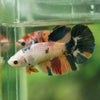 Multicolor/ Galaxy Koi Halfmoon | Female| 15 Weeks Old | Breeder Grade