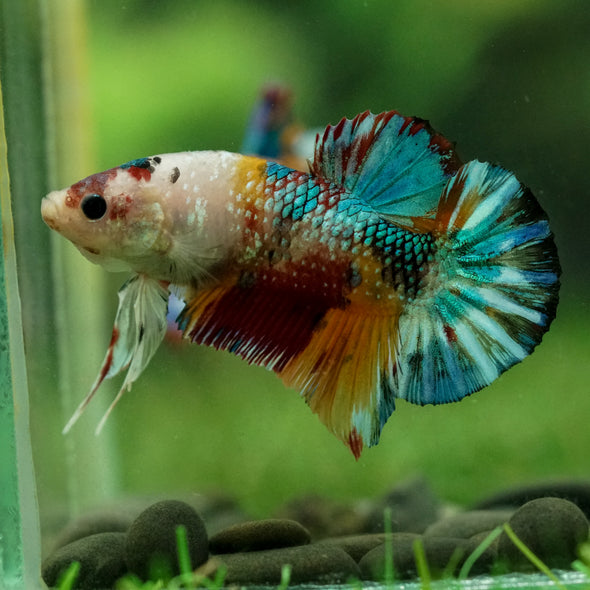 Multicolor/Galaxy Koi Plakat -15 weeks Old