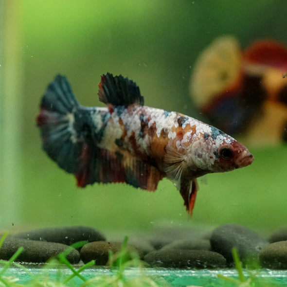 Multicolor/ Galaxy Koi Plakat- Female- 13 Weeks Old