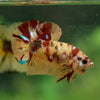 Multicolor/Galaxy Koi Plakat -13 weeks Old