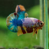 Multicolor/Galaxy Koi Plakat -16 weeks Old