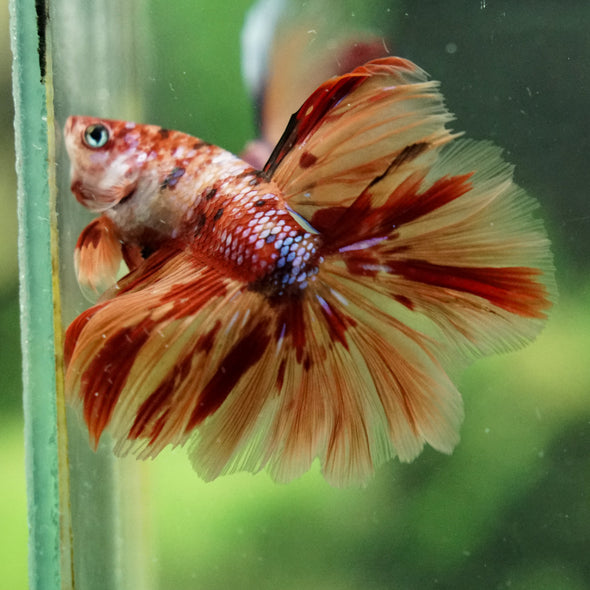 Galaxy/Candy Koi Halfmoon - 14 weeks old