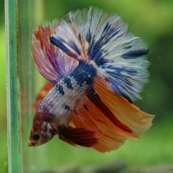 Galaxy/Candy Koi Halfmoon - 14 weeks old