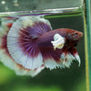 Dumbo Halfmoon - 12 weeks old