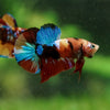 Multicolor/Galaxy Koi Plakat -16 weeks Old