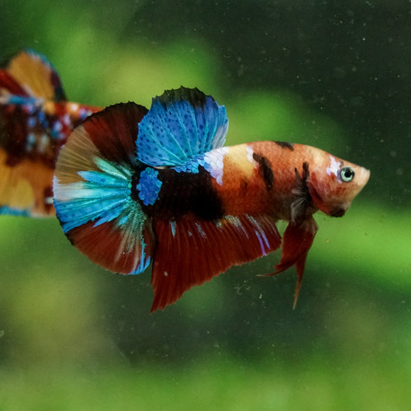 Multicolor/Galaxy Koi Plakat -16 weeks Old