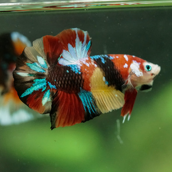 Multicolor/Galaxy Koi Plakat -16 weeks Old