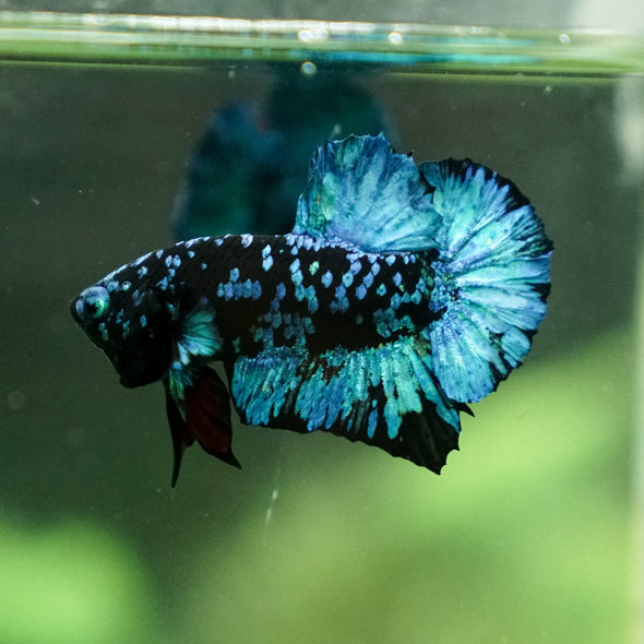 Black Koi Galaxy Plakat (Avatar) -13 weeks Old