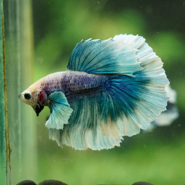Dumbo Halfmoon - 12 weeks old