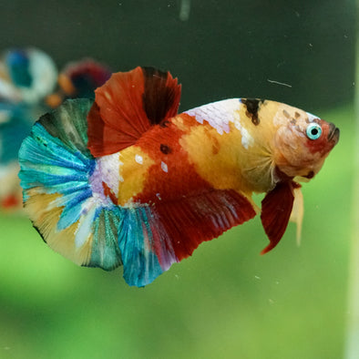 Multicolor/Galaxy Koi Plakat -15 weeks Old