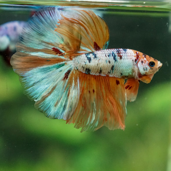 Galaxy/Candy Koi Halfmoon - 13 weeks old