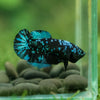 Black Galaxy Koi Plakat (Avatar) - Female- 13 Weeks Old