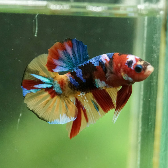 Multicolor/Galaxy Koi Plakat -10 weeks Old