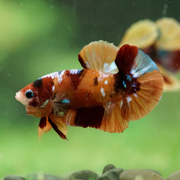 Multicolor/Galaxy Koi Plakat -16 weeks Old
