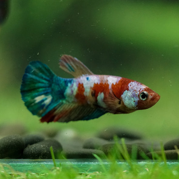 Multicolor/ Galaxy Koi Plakat- Female- 13 Weeks Old