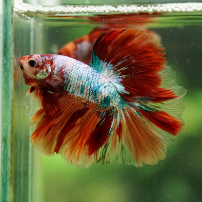 Galaxy/Candy Koi Halfmoon - 14 weeks old